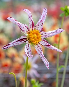 Dahlia Destinys Teacher